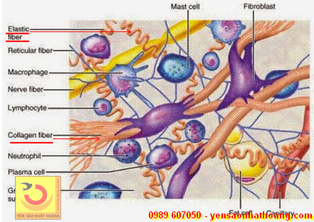 Collagen và Elastic trong cấu trúc mô trong cơ thể